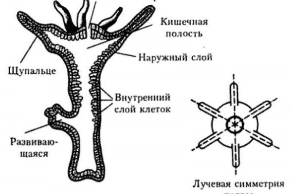 Ссылка омг рабочая